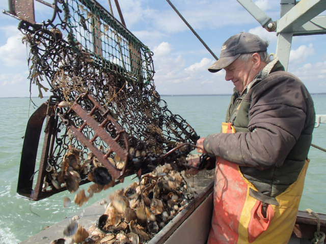 oyster fishing