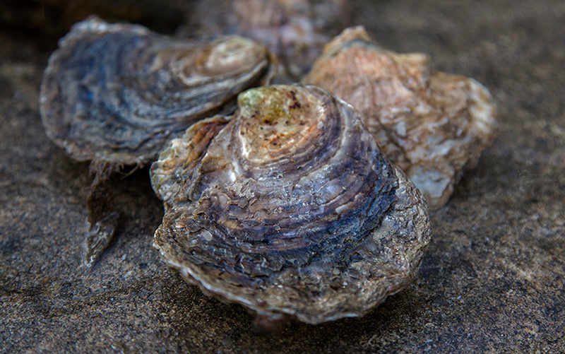 oysters